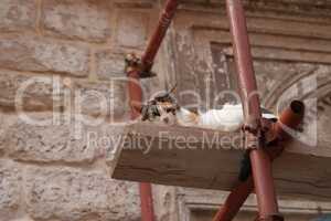 The cat nestles comfortably on the scaffolding