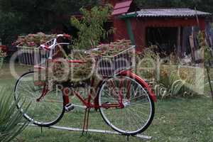 Old bike with flowers in garden design