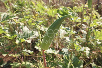 Okra vegetable on plants in farm in the garden.