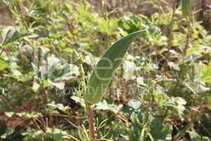 Okra vegetable on plants in farm in the garden.