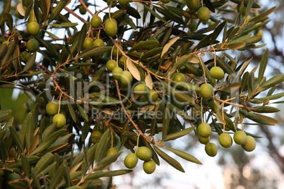 Green olives ripen on the branches of the tree