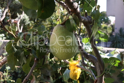 Green pears ripen on the branches of the tree
