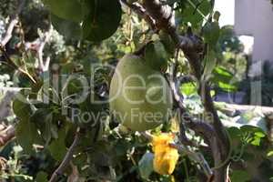 Green pears ripen on the branches of the tree