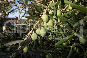 Green olives ripen on the branches of the tree