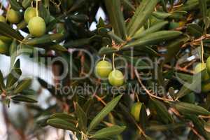 Green olives ripen on the branches of the tree