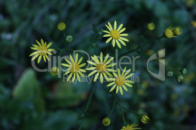 Small yellow flowers on a green background