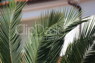 Green Tropical Palm leaves in the garden