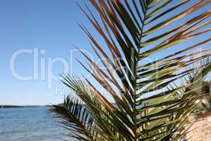 Beautiful palm leaves on a blue sky background