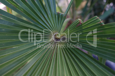 Green Tropical Palm leaves in the garden