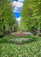 Tulip alley in the Kropyvnytskyi arboretum, Ukraine