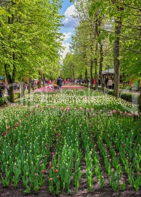 Tulip alley in the Kropyvnytskyi arboretum, Ukraine