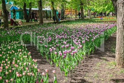 Tulip alley in the Kropyvnytskyi arboretum, Ukraine