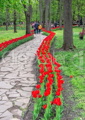 Tulip alley in the Kropyvnytskyi arboretum, Ukraine