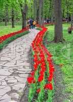 Tulip alley in the Kropyvnytskyi arboretum, Ukraine