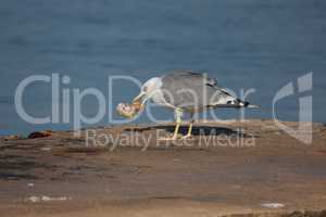 Sea gull gutting a piece of meat on the shore