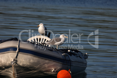 Sea gulls sit on a boat and sway on the waves