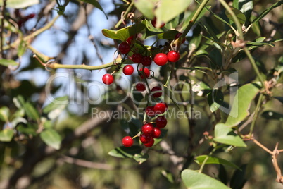 Red berries in the forest on the branches of a tree