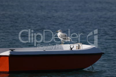 Sea gulls sit on a boat and sway on the waves