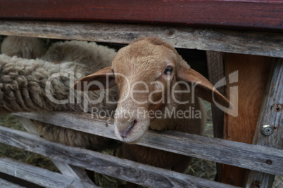 Sheep peeking out from behind a wooden fence
