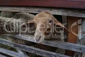 Sheep peeking out from behind a wooden fence