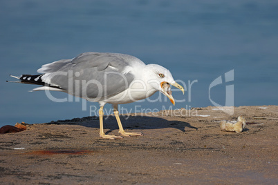 Sea gull gutting a piece of meat on the shore