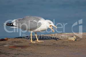 Sea gull gutting a piece of meat on the shore
