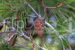 Resinous cones on pine branches in Croatia