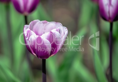 Tulips of the Kropyvnytskyi arboretum, Ukraine