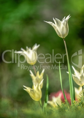 Tulips of the Kropyvnytskyi arboretum, Ukraine