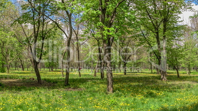 Kropyvnytskyi arboretum, Ukraine