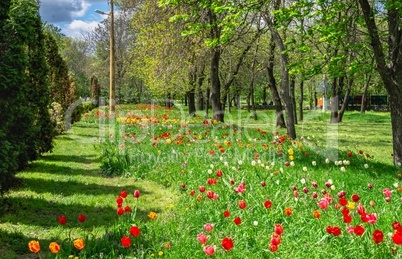 Kropyvnytskyi arboretum, Ukraine