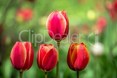 Tulips of the Kropyvnytskyi arboretum, Ukraine