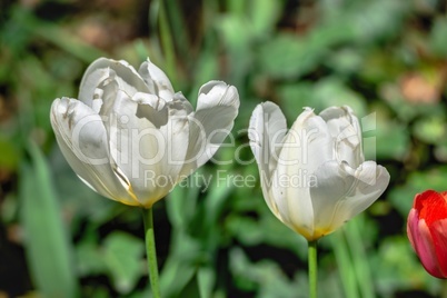 Tulips of the Kropyvnytskyi arboretum, Ukraine