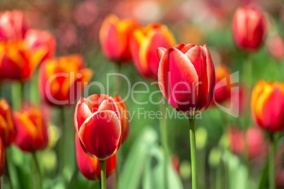 Tulips of the Kropyvnytskyi arboretum, Ukraine