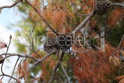 Old cones on pine branches in Croatia