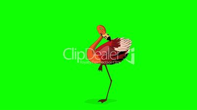 Red flamingo dancing chroma key