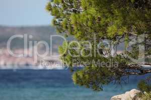 Green pine on the background of the Adriatic coast