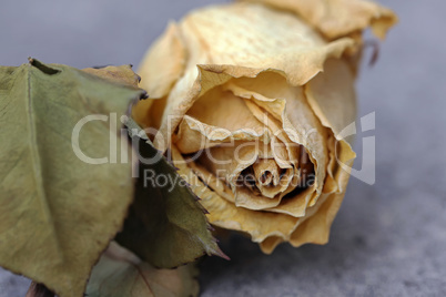 Verwelkte Rosenblüte