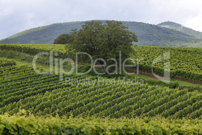 Weinberge in der Pfalz