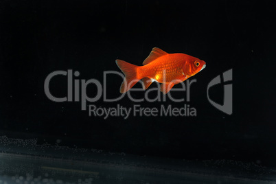 goldfish isolated on a dark black background