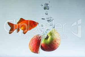Two apple halves in the water and a goldfish