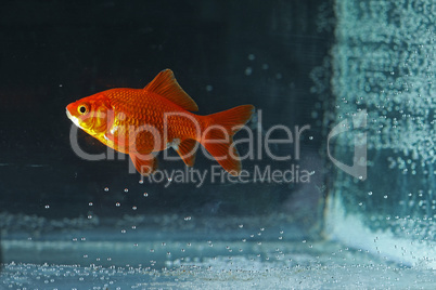 Goldfish swims in home aquarium with water