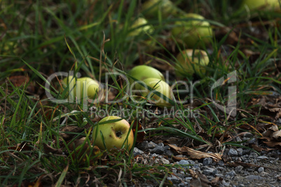 Apples fallen from a tree lie in the grass