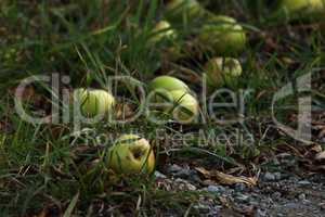 Apples fallen from a tree lie in the grass
