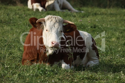 Red spotted cow lies on a green meadow