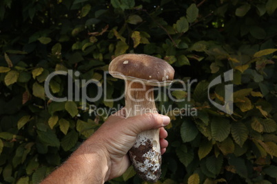 A hand with a boletus with a green background