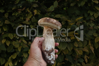 A hand with a boletus with a green background