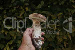 A hand with a boletus with a green background