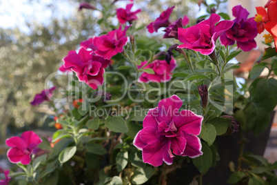 Beautiful red flowers grow in a pot