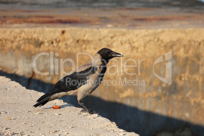 Crow sits on concrete off the coast